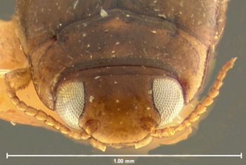 Media type: image;   Entomology 23888 Aspect: head frontal view